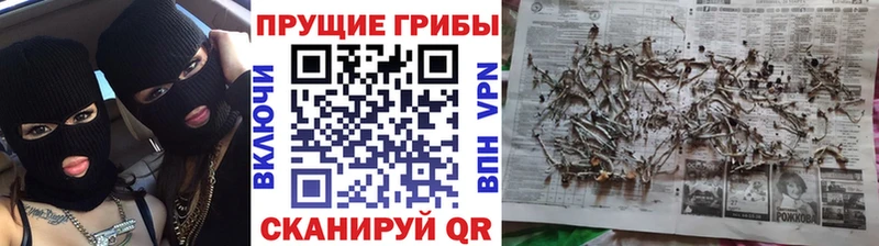 где найти   Шелехов  OMG ссылки  Псилоцибиновые грибы Psilocybine cubensis 